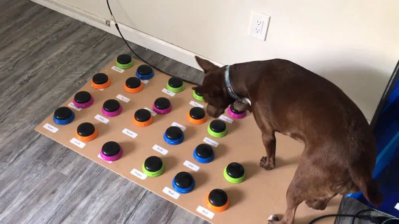 This research explores how dogs interact with commercial communication buttons through paw or nose activation. Understanding this behavior helps inform the scale, spacing, and clarity needed for my own pressure-pad design.