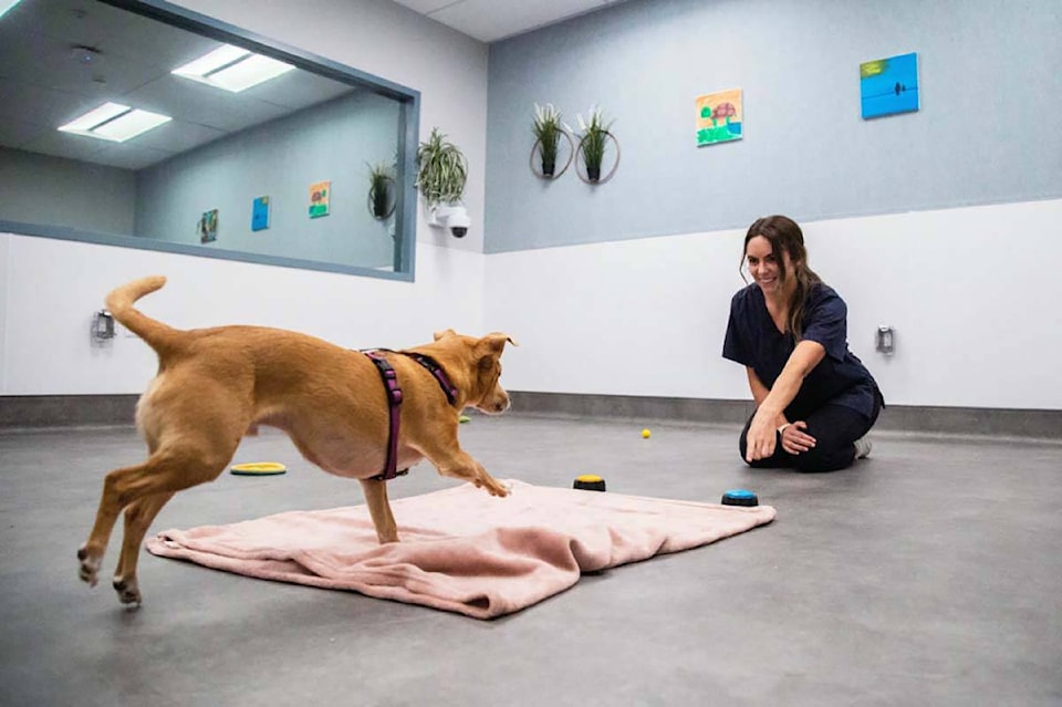 This image shows a dog interacting with sound or training buttons placed on the floor. It illustrates how animals naturally respond to tactile prompts through play-based engagement. This research supports my project by showing how dogs use their paws to activate signals, reinforcing the feasibility of a paw-triggered interaction system.