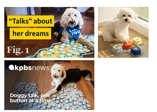 These images show real examples of dogs using AAC communication buttons, which helped me understand how people interpret an animal’s “messages” and how the buttons are arranged in daily use. Seeing these cases gave me context for why my prototype matters and what kinds of interaction challenges or misunderstandings might appear.